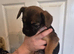 Fluffy french bulldogs and border terrier mixed