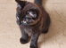 4 beautiful kittens for sale