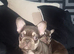 Kc reg French bulldog puppies