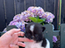 Stunning Tiny Pomchi’s