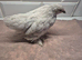 Group of lavender pekins