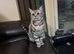 Silver Tabby British Short hair