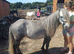 Welsh type gelding