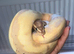 Banana ball python for sale