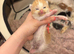 Ragdoll Kittens