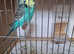Budgies With a cage for sale