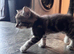 Gorgeous Kittens