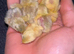 Fresh Chinese Painted Quail Hatching Eggs