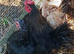Serama females