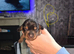 Minature dachshunds