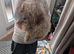 Apricot Cockapoo