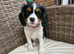 KC GORGEOUS TRI GIRL READY FOR FUREVER HOME