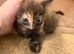 4 kittens for sale