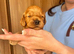 F1 toy fox red Cockapoo puppies