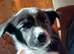 Top quality Border Collie Pups
