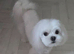 Maltese korean