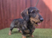 Standard Male Teckel 3 Years Old NOT KC Registered
