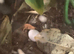 BREEDING PAIR OF GOLD DUST DAY GECKOS & BABIES