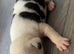 American bulldog XStaffy