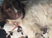 Farm bred springer pups