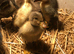 Indian runner ducklings