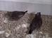 Quail finch 2 pair