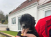Cocker spaniel puppies