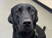 KC registered black Labrador puppies