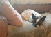 9 year old French bulldog girl needs to be rehomed