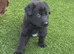 German Shepherd puppies