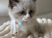 4 boy ragdolls
