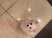 Pomeranian boy