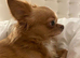Long haired puppy chihuahua
