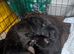 4 dachshund puppues