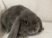 Mini lop litters. Lovely temperaments.
