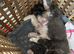 Mink ragdoll kittens born today