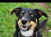 Huntaway X Puppies for Sale