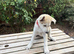 White Swiss shepherd cross Low content wolf dog puppies
