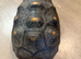 Red foot tortoise