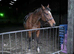 Handsome 16hh TB