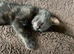 Kittens for sale