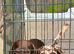 Miniature dachshund