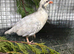 Silver Chucker partridge