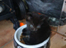 girl kittens for sale