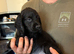 Working Cocker Spaniel Puppies for sale