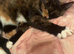 Very affectionate calic old lady cat.