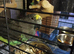 Proven breeding pair if mayers parrots