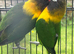 2 female Black masked lovebirds