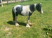 Selling my lovely horse called billy