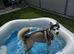 Female Siberian Husky